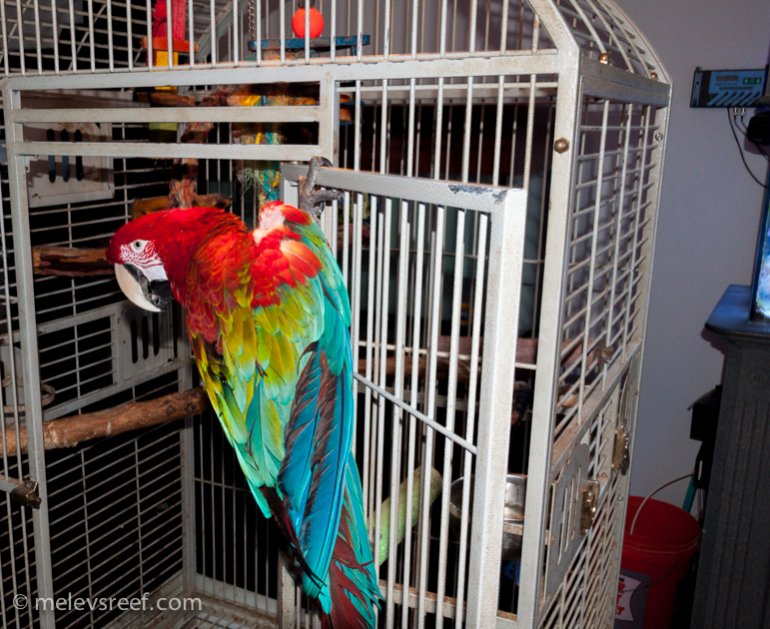 Name:  cc-parrot.jpg
Views: 765
Size:  121.1 KB