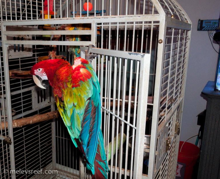 Name:  cc-parrot.jpg
Views: 622
Size:  121.1 KB