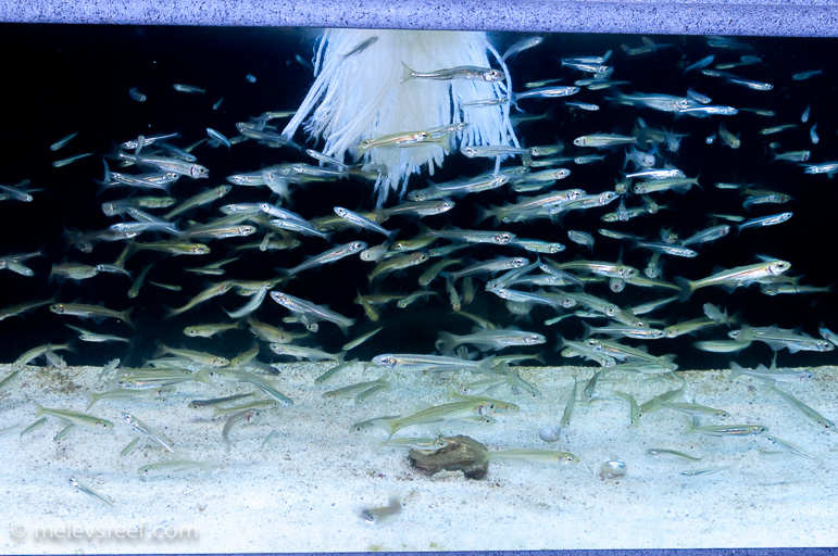 Name:  cc-silversides.jpg
Views: 775
Size:  249.9 KB