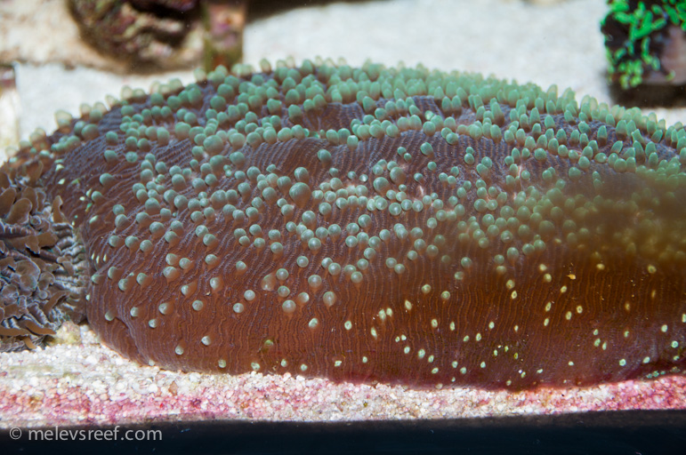 Name:  inflated-tongue-coral-2.jpg
Views: 481
Size:  253.5 KB