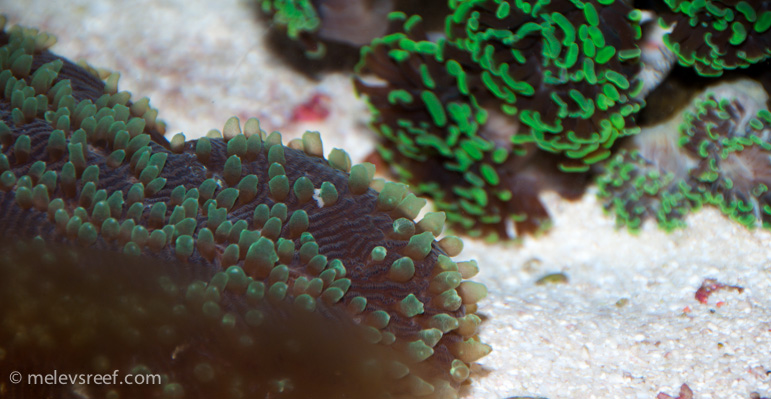 Name:  inflated-tongue-coral-4.jpg
Views: 411
Size:  179.9 KB