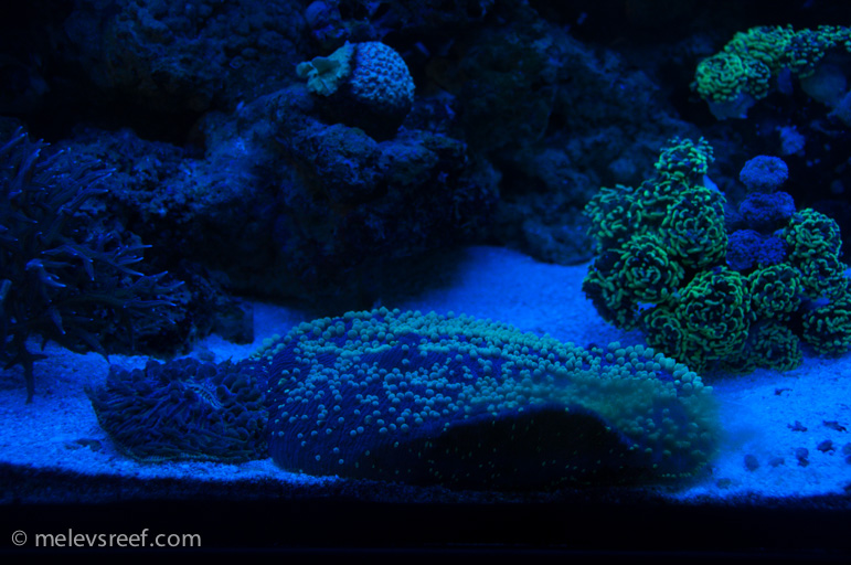 Name:  inflated-tongue-coral-5.jpg
Views: 396
Size:  213.0 KB