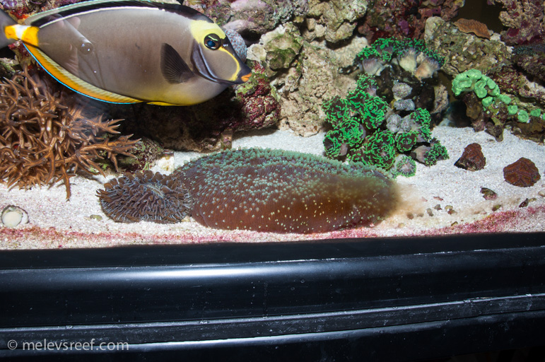 Name:  inflated-tongue-coral.jpg
Views: 447
Size:  281.1 KB
