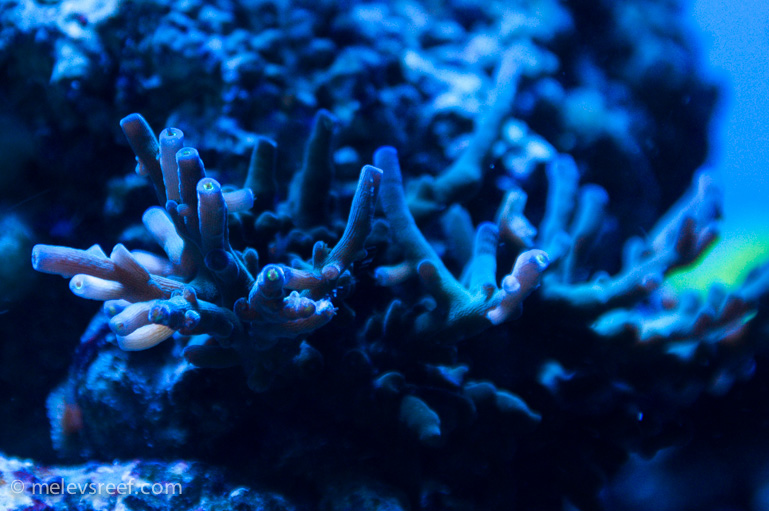 Name:  echinata-tips.jpg
Views: 349
Size:  199.4 KB