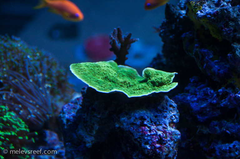 Name:  neon-green-plate.jpg
Views: 340
Size:  227.3 KB