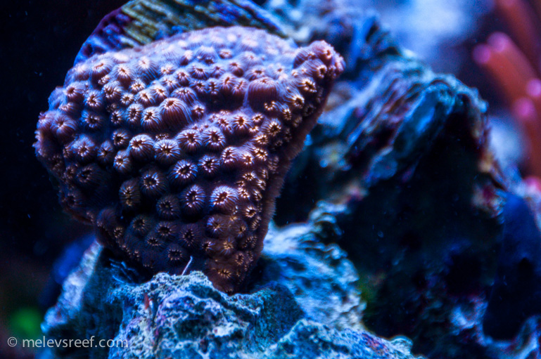 Name:  orange-cyphastrea-0328.jpg
Views: 338
Size:  260.0 KB