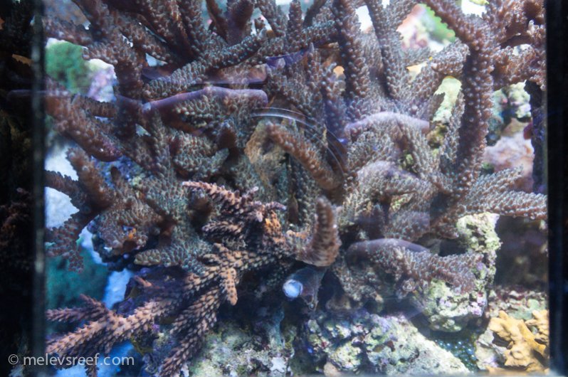 Name:  broken-spot-staghorn.jpg
Views: 685
Size:  115.4 KB