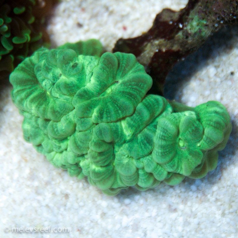Name:  kryptonite-candycanes.jpg
Views: 615
Size:  103.7 KB