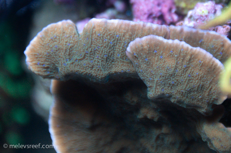 Name:  monti-blue-polyps.jpg
Views: 627
Size:  206.5 KB