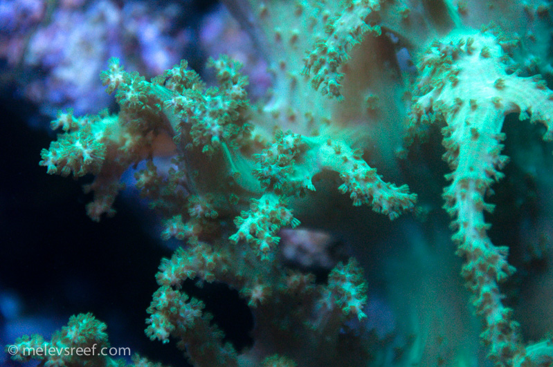 Name:  nepthea-td.jpg
Views: 560
Size:  269.8 KB