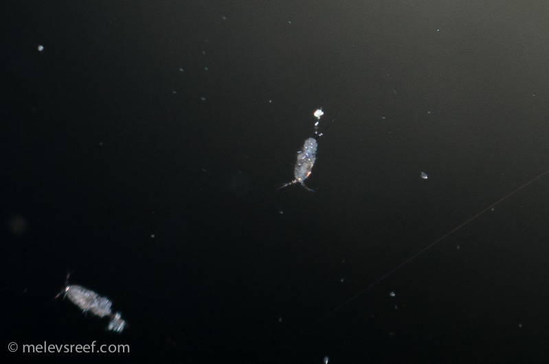 Name:  copepods-2.jpg
Views: 367
Size:  81.6 KB