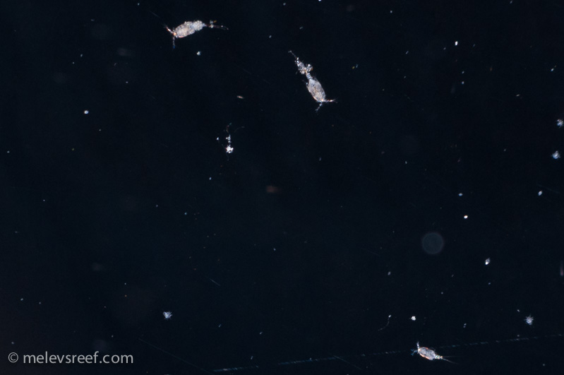 Name:  copepods.jpg
Views: 482
Size:  80.3 KB