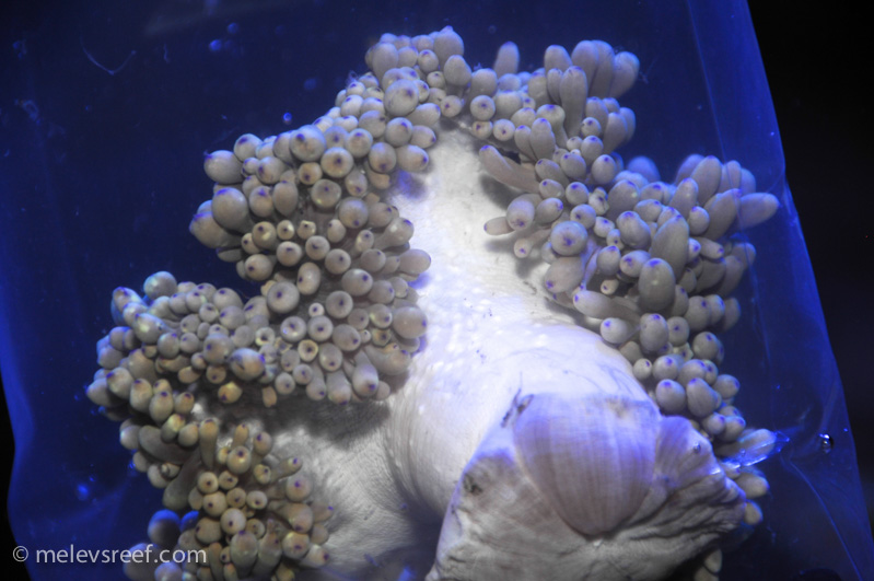Name:  new-anemone-2.jpg
Views: 714
Size:  167.9 KB
