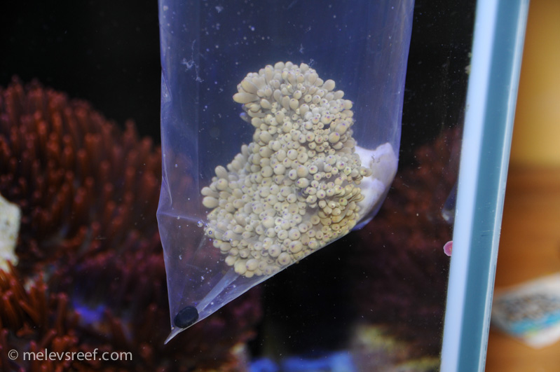 Name:  new-anemone.jpg
Views: 553
Size:  149.9 KB
