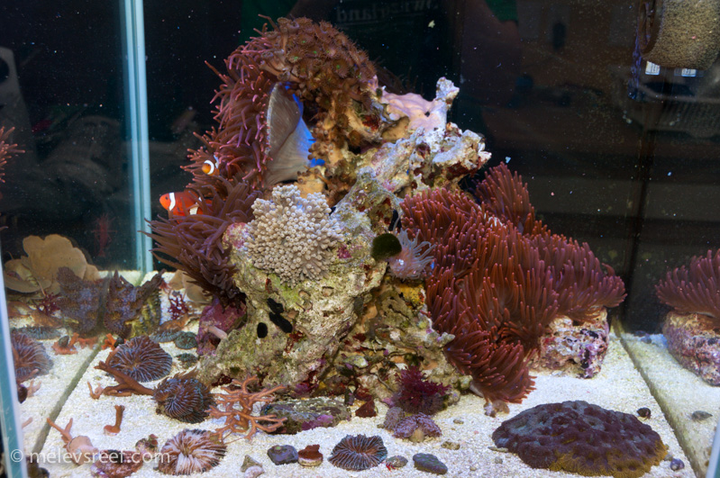 Name:  sebae-in-60g.jpg
Views: 440
Size:  283.5 KB