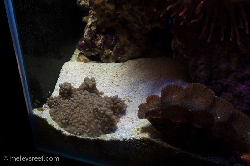 Name:  sebae-in-sand.jpg
Views: 453
Size:  159.3 KB