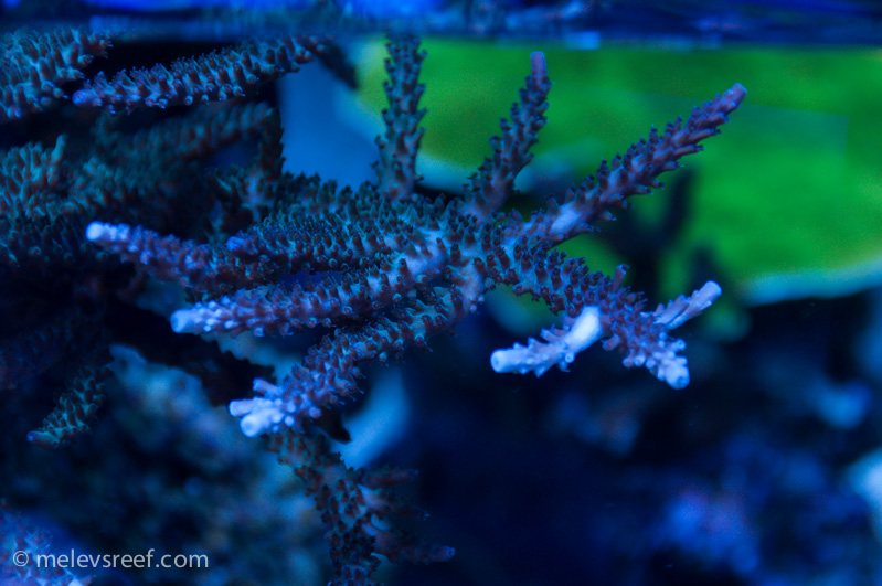 Name:  bluetip-stag-510.jpg
Views: 3430
Size:  206.1 KB