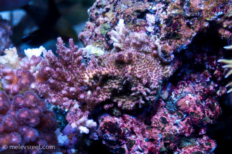 Name:  drews-acro-510.jpg
Views: 1559
Size:  123.5 KB