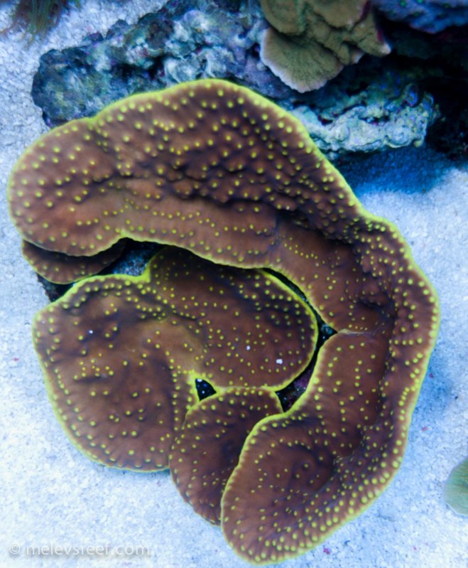 Name:  yellow-scroll-510.jpg
Views: 1545
Size:  114.3 KB