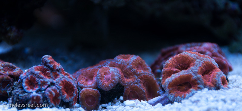 Name:  acans-2.jpg
Views: 1527
Size:  139.0 KB