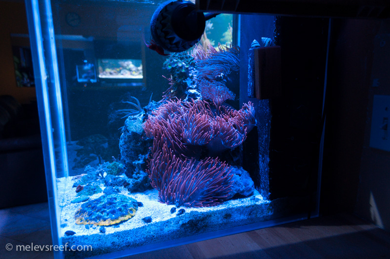 Name:  day180-60g-sideview.jpg
Views: 349
Size:  243.8 KB