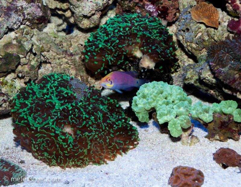 Name:  reefshot-mystery-wrasse.jpg
Views: 356
Size:  154.9 KB