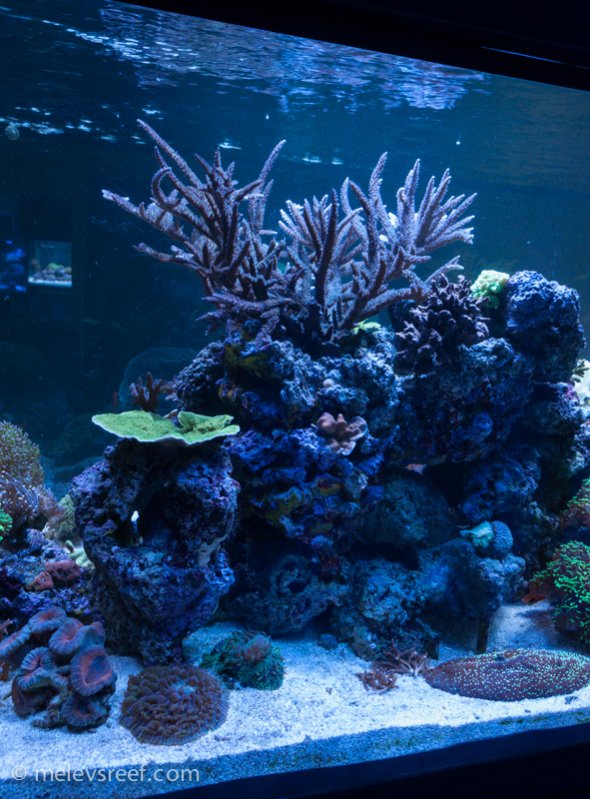 Name:  reefshot-staghorn-vert.jpg
Views: 336
Size:  115.0 KB