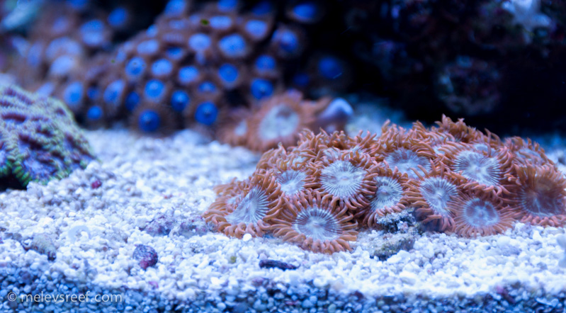 Name:  zoas-2.jpg
Views: 316
Size:  219.4 KB