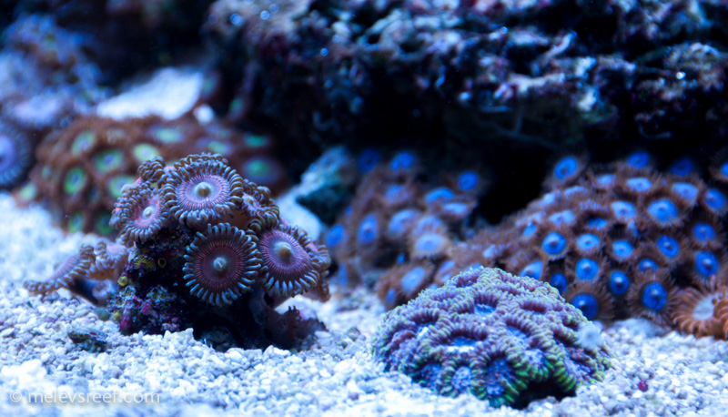 Name:  zoas.jpg
Views: 357
Size:  266.2 KB