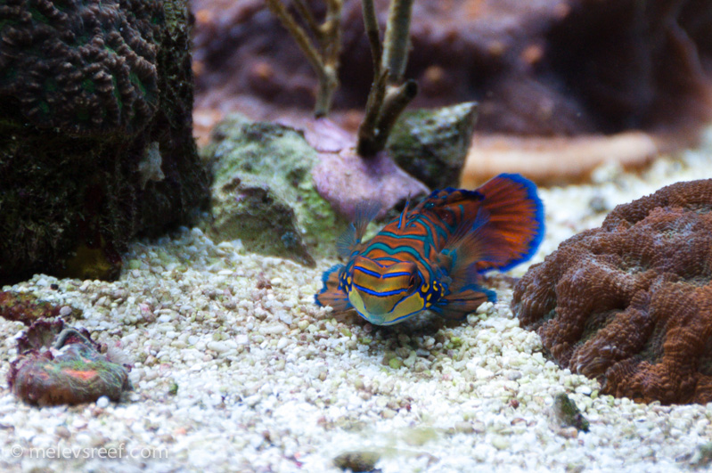 Name:  mandarin.jpg
Views: 1784
Size:  264.1 KB