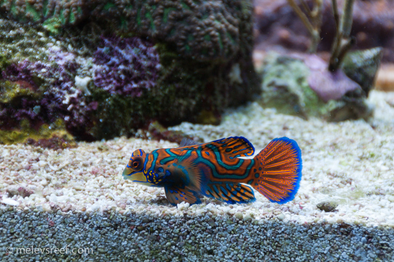 Name:  mandarin-3.jpg
Views: 386
Size:  285.8 KB