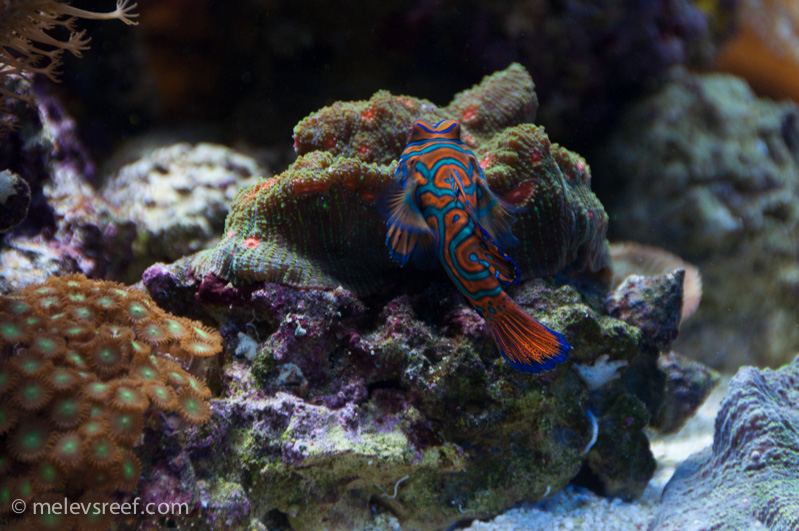 Name:  mandarin-6.jpg
Views: 393
Size:  270.7 KB