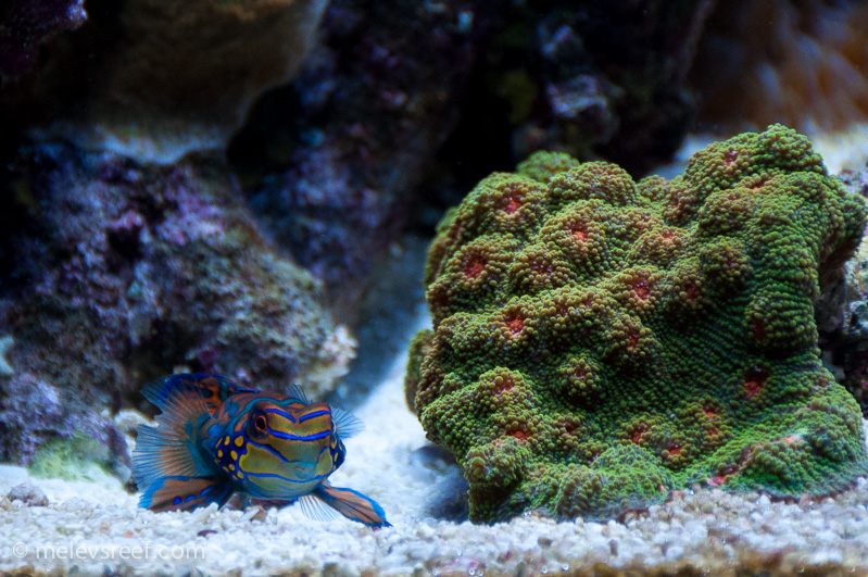 Name:  mandarin-4.jpg
Views: 368
Size:  285.8 KB