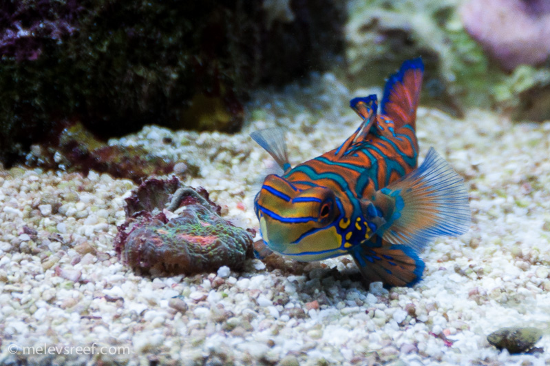 Name:  mandarin-2.jpg
Views: 381
Size:  263.2 KB