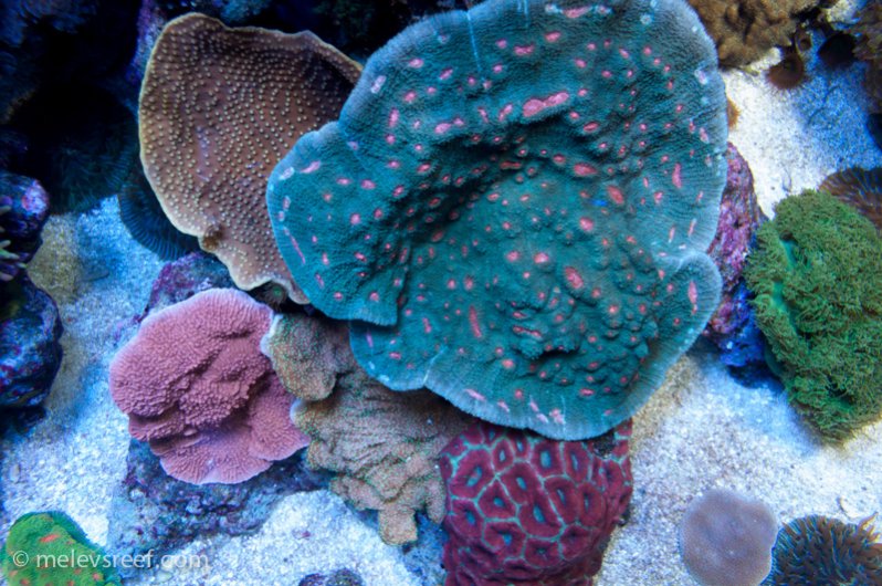 Name:  patch-o-corals.jpg
Views: 410
Size:  124.6 KB