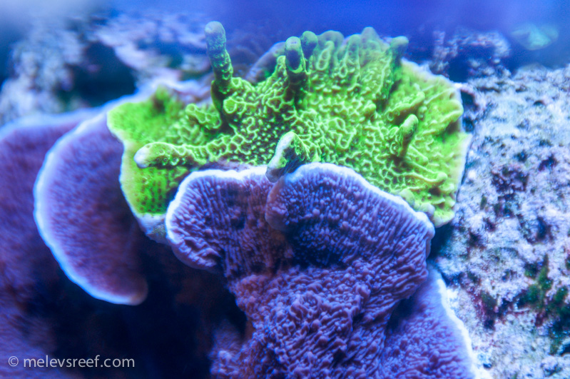 Name:  purple-green-montis.jpg
Views: 498
Size:  274.8 KB