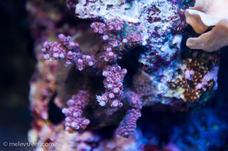 Name:  red-acro-sea-world.jpg
Views: 447
Size:  213.2 KB