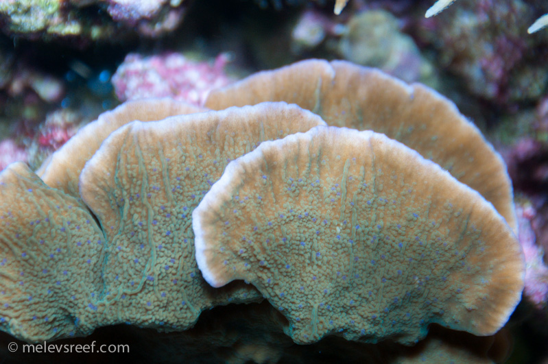 Name:  blue-polyped-monti.jpg
Views: 266
Size:  223.5 KB