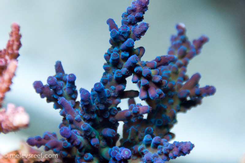 Name:  blue-tort-2.jpg
Views: 379
Size:  205.3 KB
