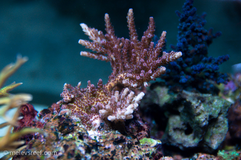 Name:  drews-acro-0610-2.jpg
Views: 353
Size:  253.0 KB