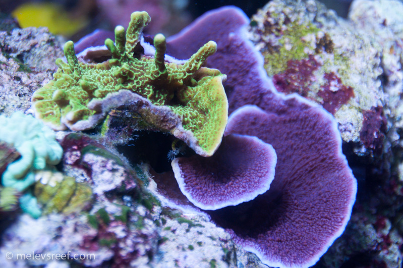 Name:  purple-cap.jpg
Views: 342
Size:  271.1 KB