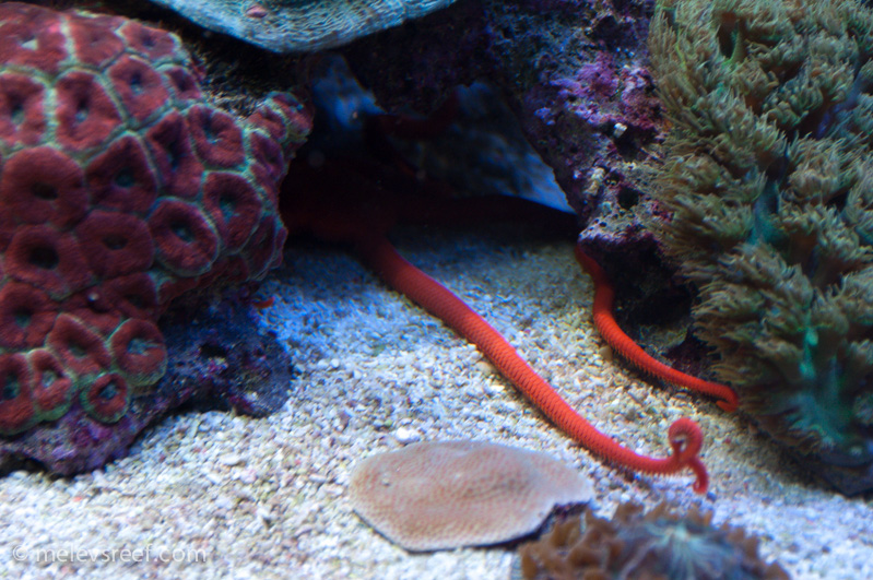 Name:  red-arms.jpg
Views: 324
Size:  275.2 KB