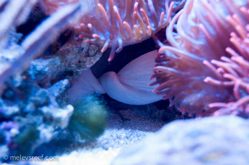 Name:  twisted-trunk-rbta.jpg
Views: 506
Size:  195.1 KB