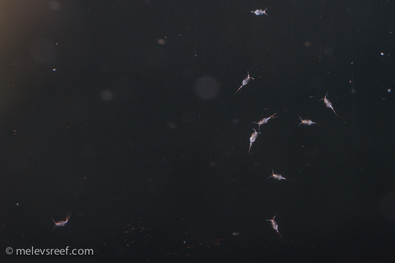 Name:  copepods-800px.jpg
Views: 228
Size:  88.7 KB