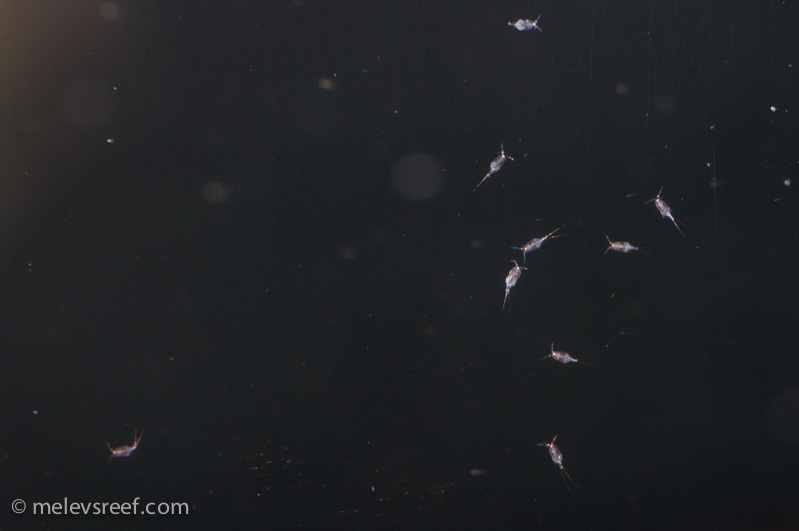 Name:  copepods-800px.jpg
Views: 294
Size:  88.7 KB