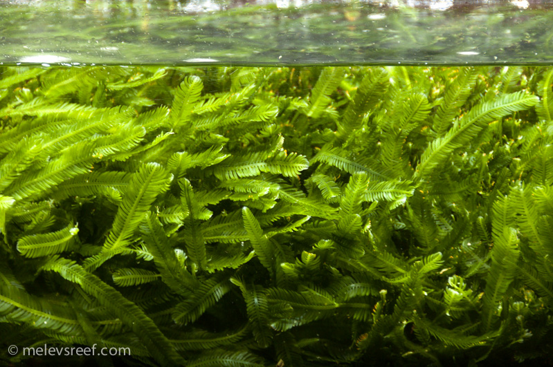Name:  refugium-zone-2.jpg
Views: 294
Size:  288.9 KB