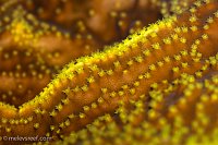 Click image for larger version

Name:	latenight-turbinaria-polyps.jpg
Views:	109
Size:	228.8 KB
ID:	10283