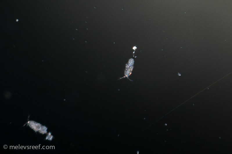 Name:  copepods-2.jpg
Views: 364
Size:  81.6 KB