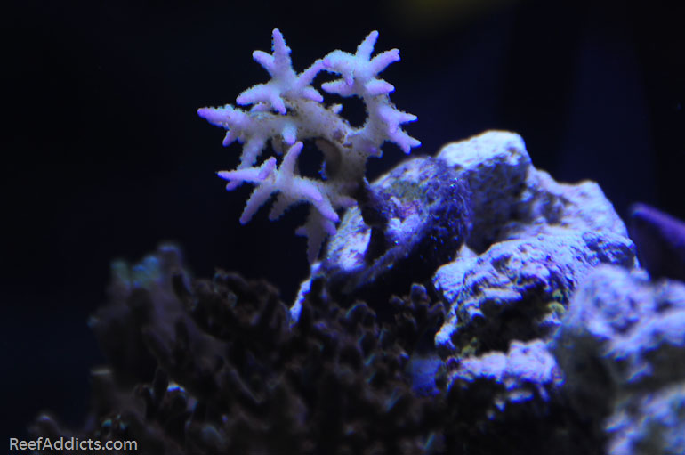 Name:  corals-2.jpg
Views: 595
Size:  96.5 KB