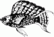 San Francisco Aquarium Society, Inc (SFAS)